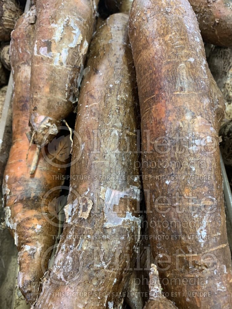 Manihot esculenta (cassava manioc, or yuca roots vegetable) 2 