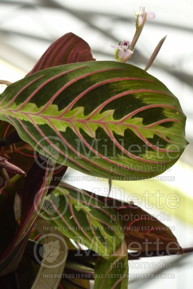 Maranta leuconeura var. erythroneura (prayer plant) 1