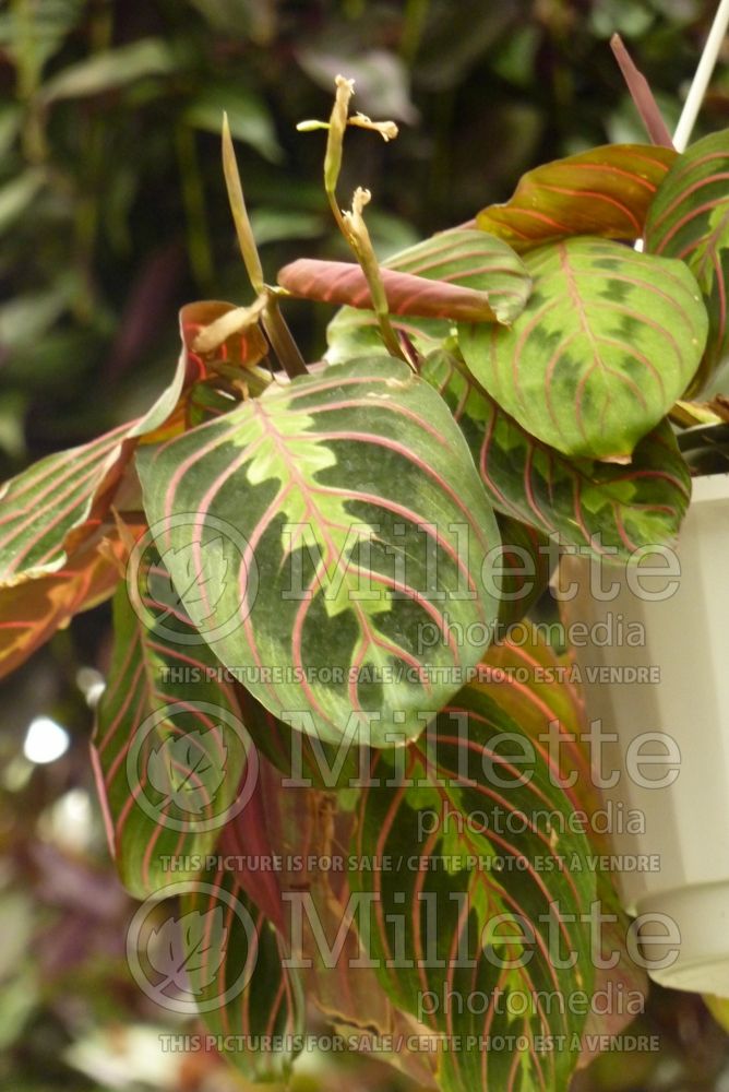 Maranta leuconeura var. erythroneura (prayer plant) 2