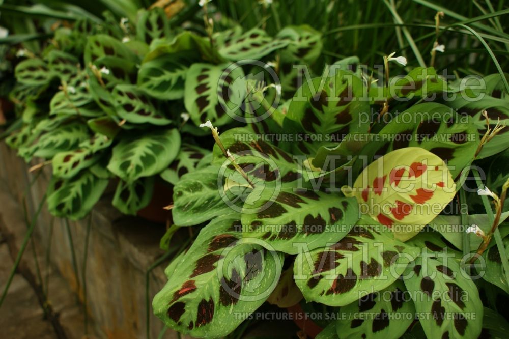 Maranta leuconera (prayer plant) 2