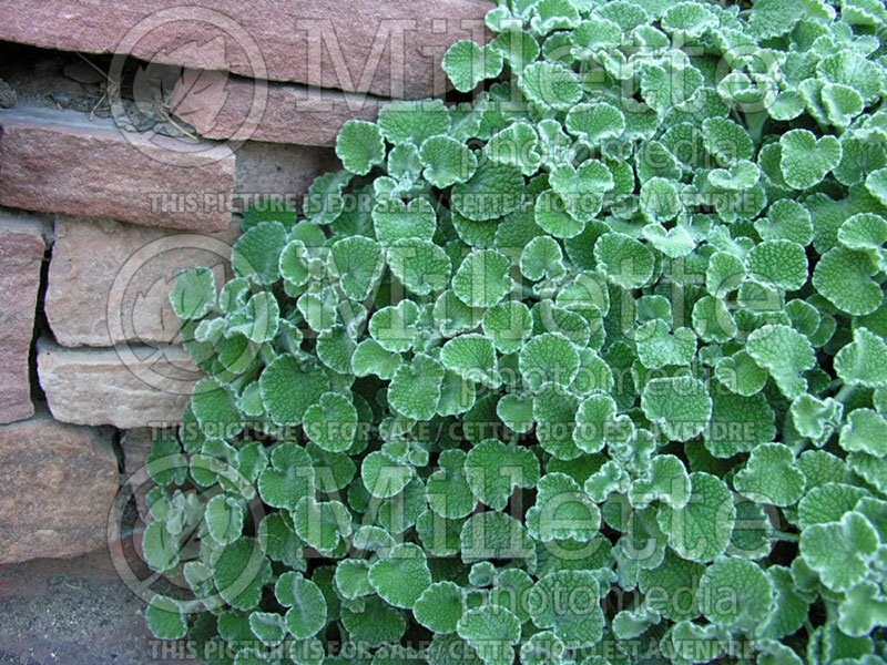 Marrubium rotundifolium (Silver Edged Horehound) 1