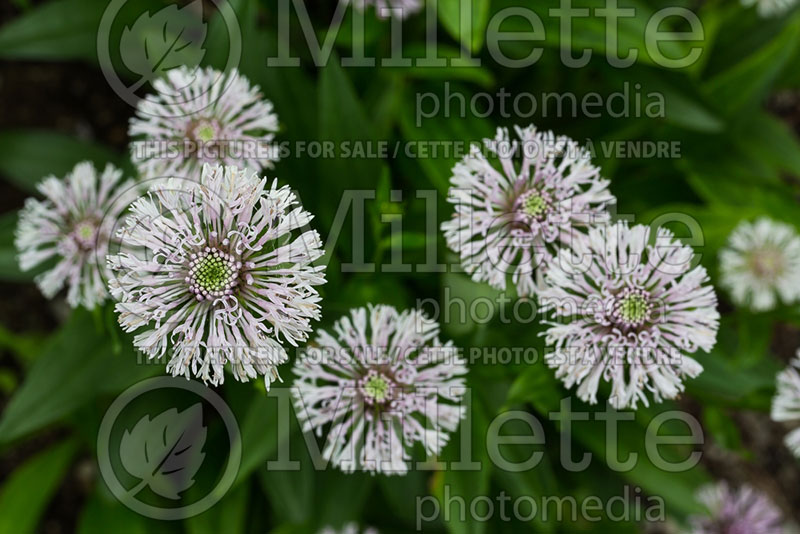 Marshallia grandiflora (Barbara’s Buttons) 1 