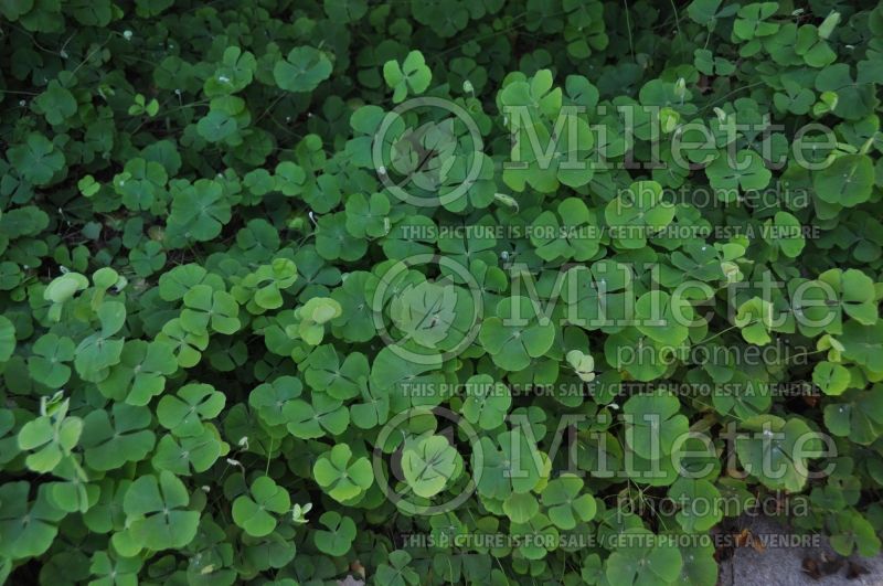 Marsilea mutica (Water-clovers) 2 