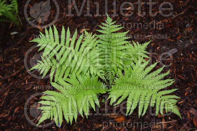 Matteuccia The King or Jumbo (Ostrich Fern) 2 