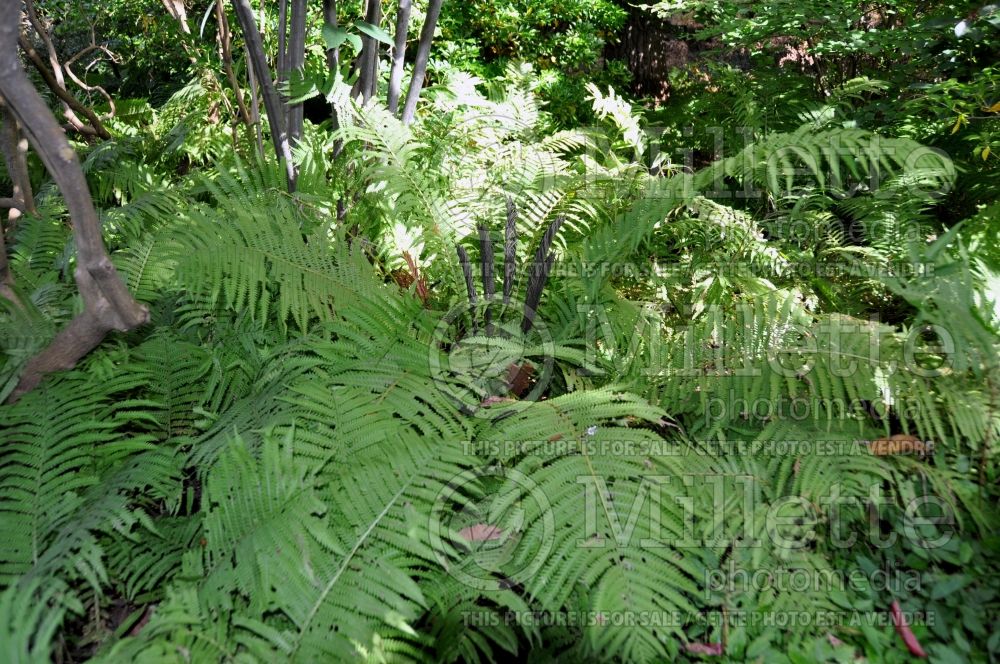 Matteuccia The King or Jumbo (Ostrich Fern) 1 