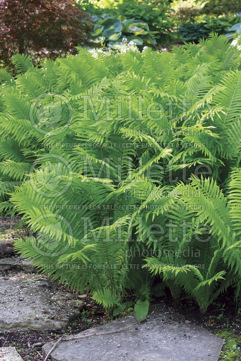 Matteuccia struthiopteris (Ostrich Fern) 4 