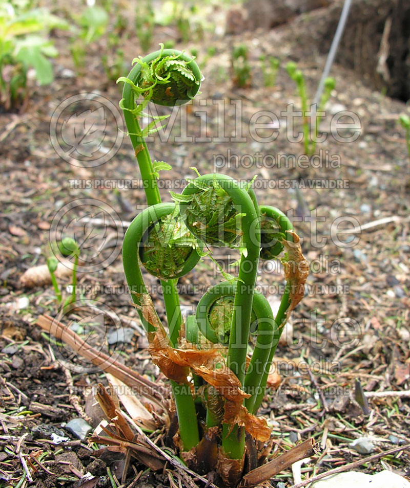 Matteuccia struthiopteris (Ostrich Fern Fiddlehead) 3 