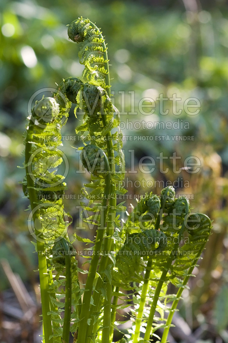 Matteuccia struthiopteris (Ostrich Fern Fiddlehead) 5 