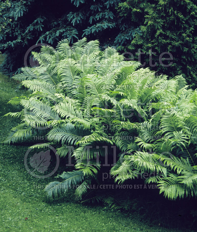 Matteuccia struthiopteris (Ostrich fern) 1