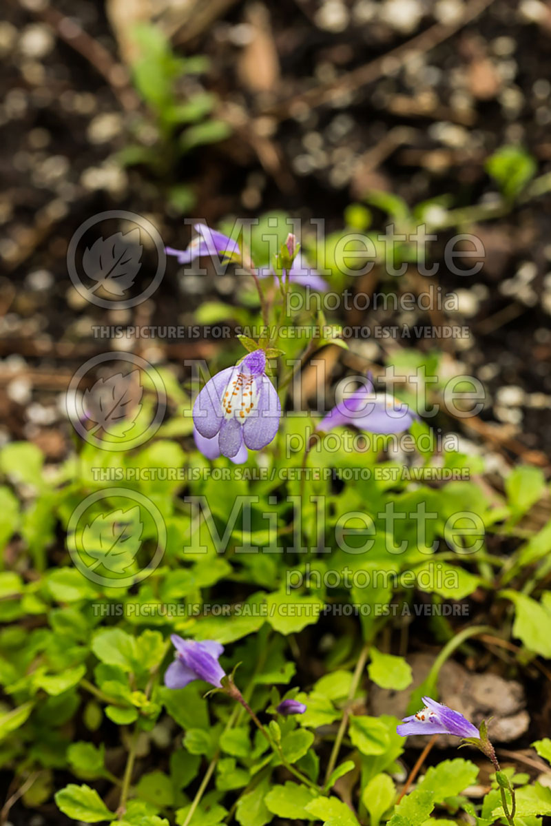 Mazus reptans (Creeping mazus) 2  