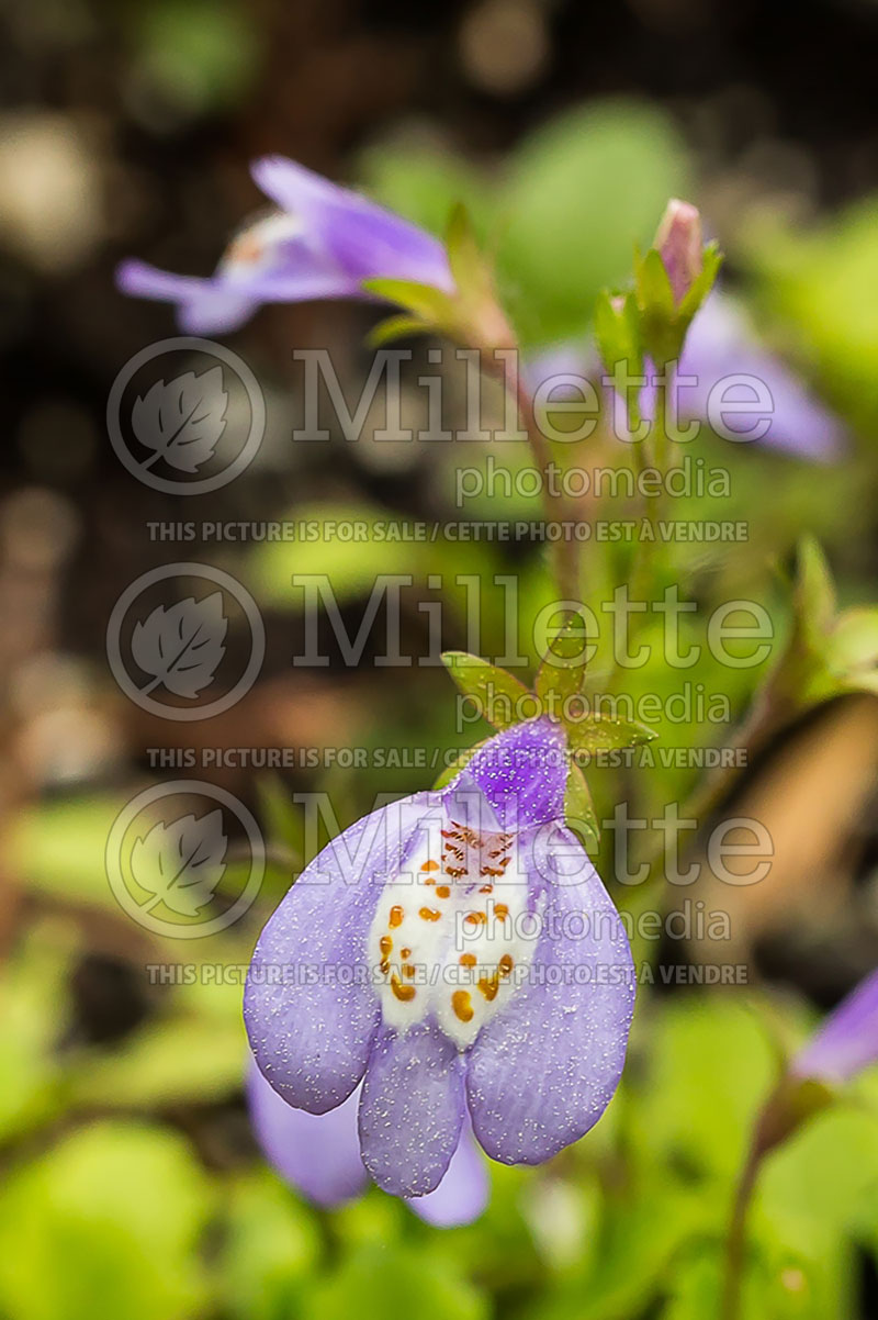 Mazus reptans (Creeping mazus) 3  