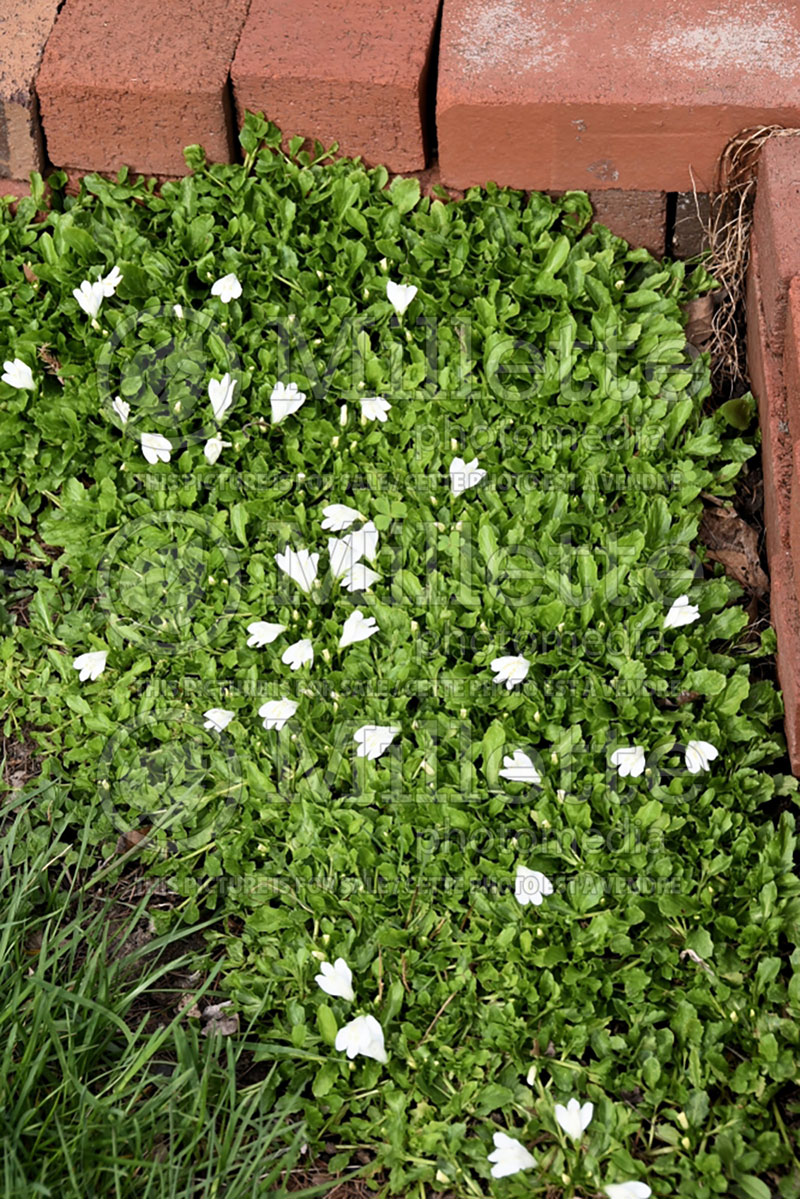 Mazus Alba (Creeping mazus) 1  