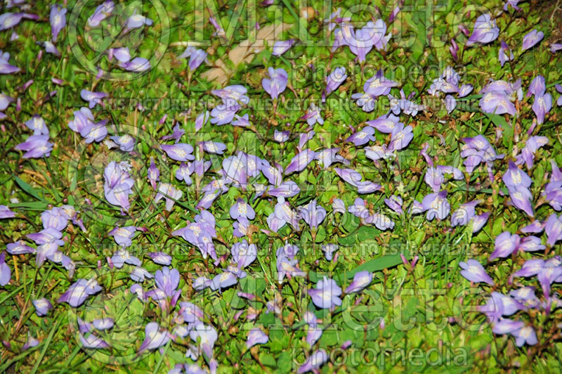 Mazus reptans (Creeping mazus) 6  