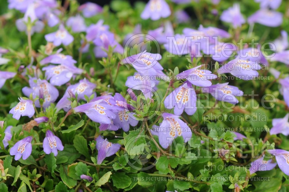 Mazus reptans (Creeping mazus) 4  