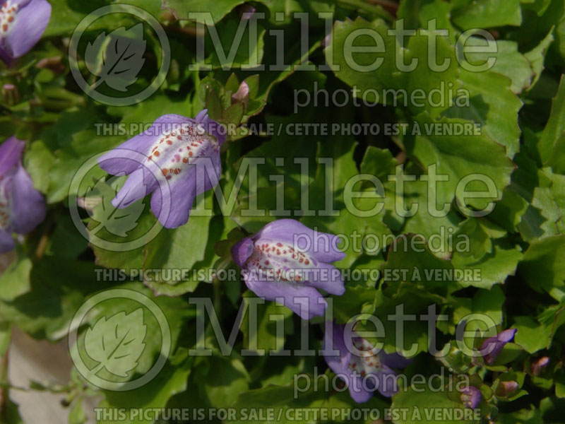 Mazus reptans (Creeping mazus) 5  