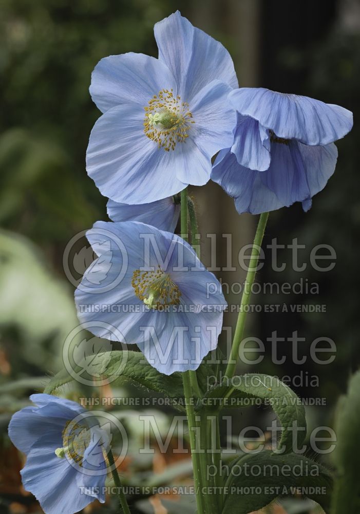 Meconopsis Lingholm (Poppy) 6 