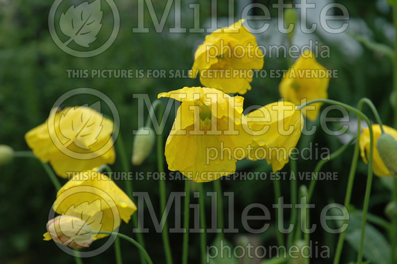 Meconopsis cambrica (Poppy) 2 