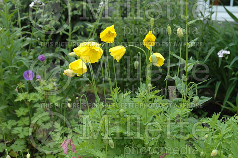 Meconopsis cambrica (Poppy) 1 