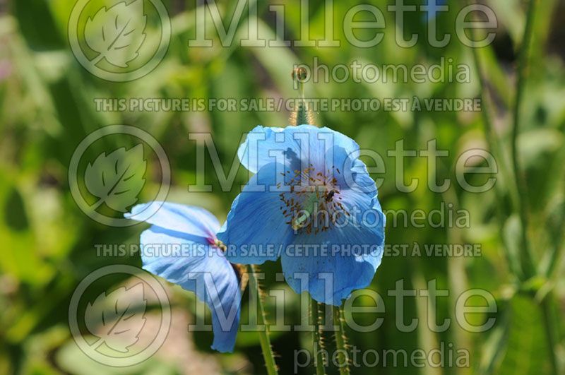 Meconopsis Lingholm (Poppy)  1