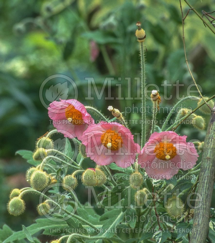 Meconopsis napaulensis (Poppy) 3 
