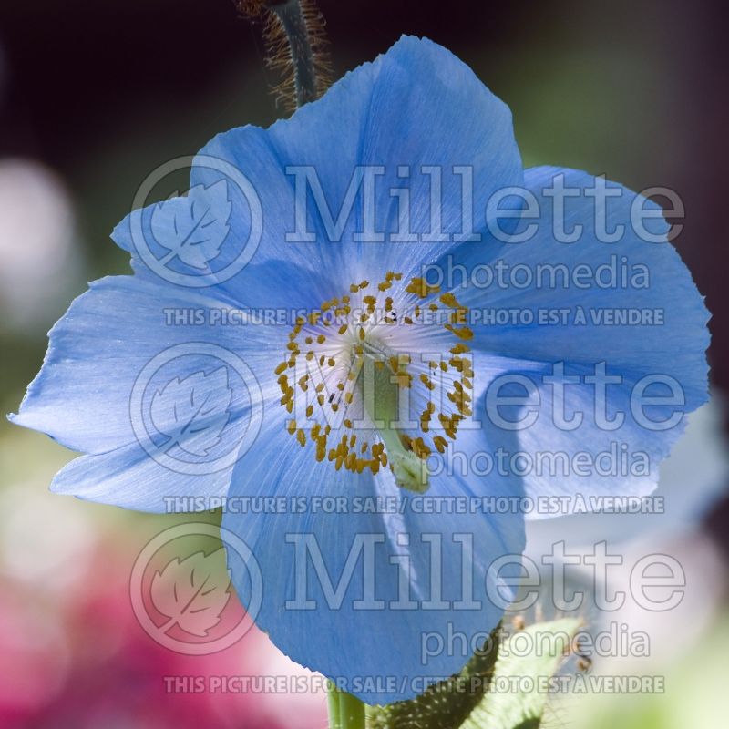 Meconopsis sheldonii (Poppy) 1 