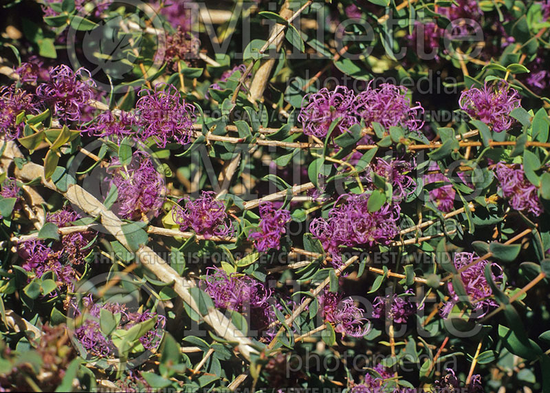 Melaleuca violacea (Violet Paperbark) 1