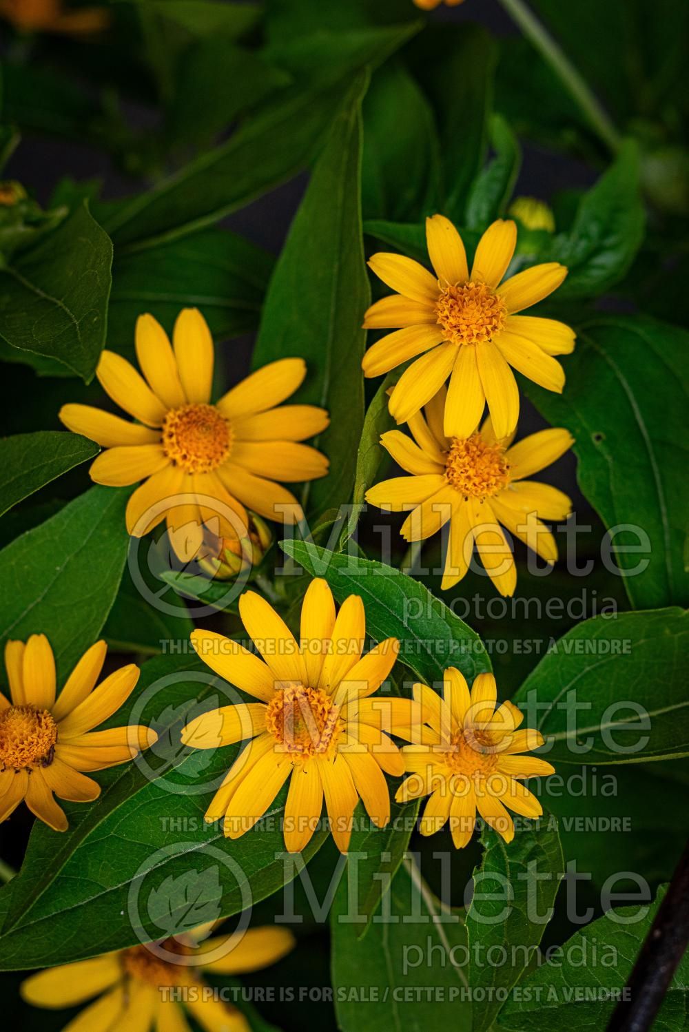 Melampodium divaricatum (butter daisy) 2