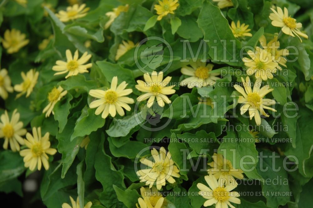 Melampodium Lemon Delight (Melampodium) 1 