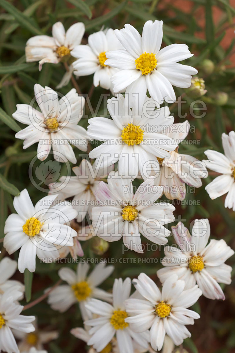 Melampodium leucanthum (Blackfoot daisy) 1 