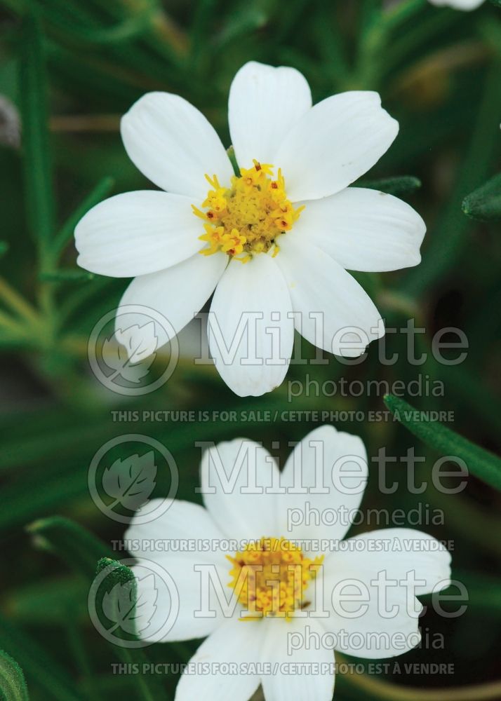 Melampodium leucanthum (Blackfoot daisy) 2 