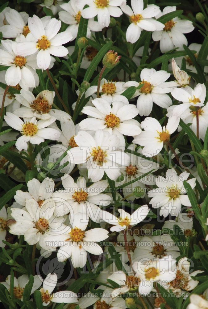 Melampodium leucanthum (Blackfoot daisy) 3 