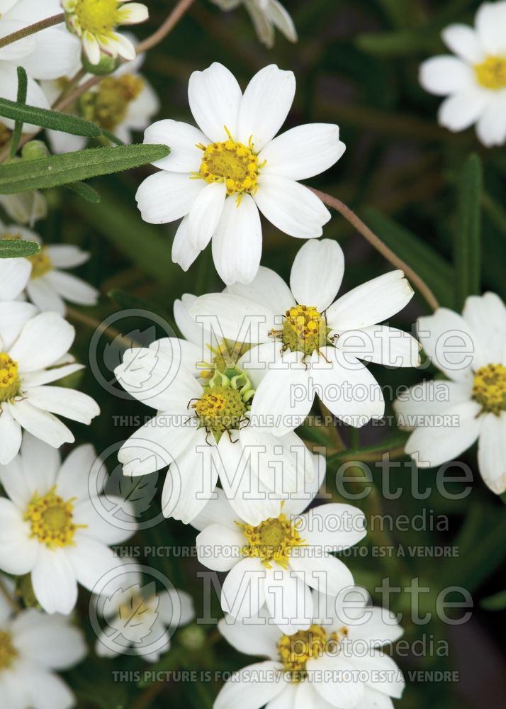 Melampodium leucanthum (Blackfoot daisy) 4 