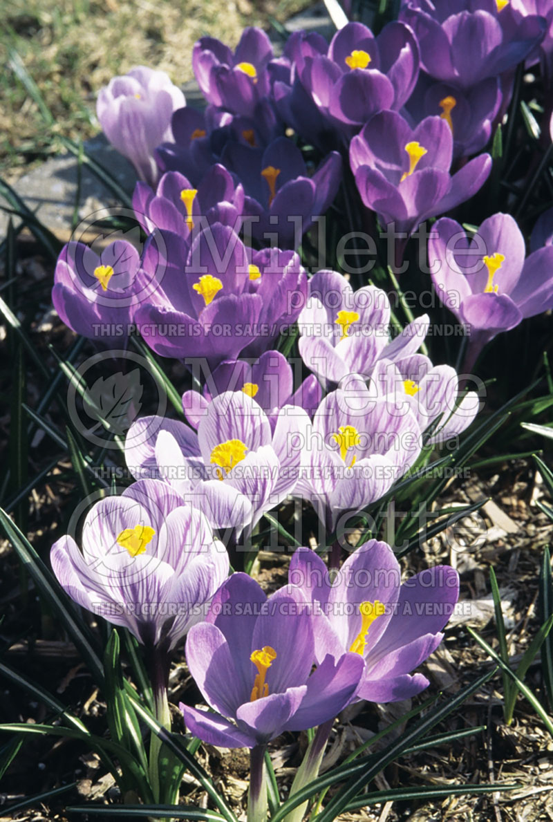 Mix of Crocus Vernus  (Ambiance) 47