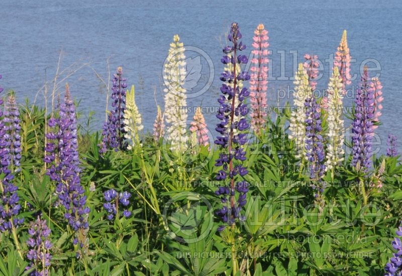 Mixture of Lupinus (Lupins) 1