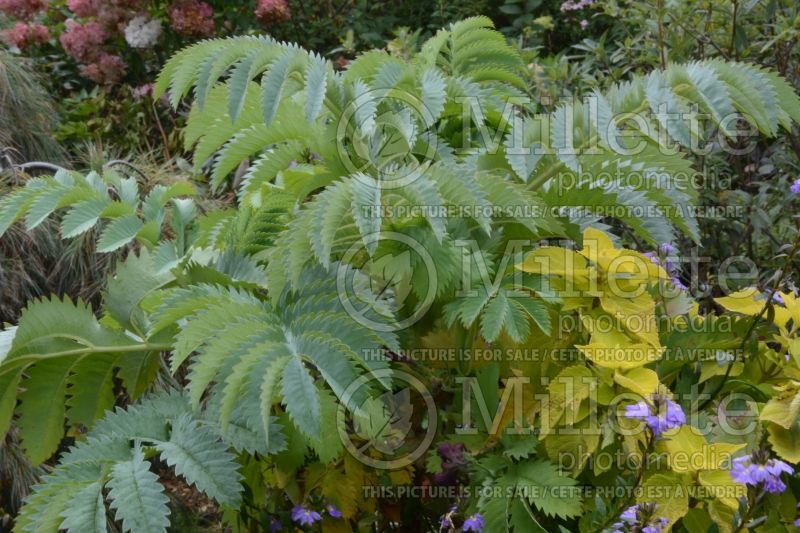 Melianthus major (Honeybush) 1