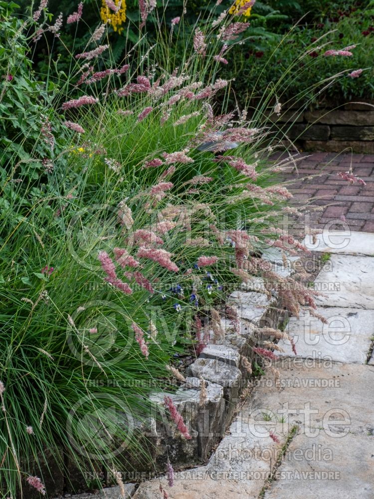 Melinis Pink Crystals Ruby Grass (Ornamental grass) 1 