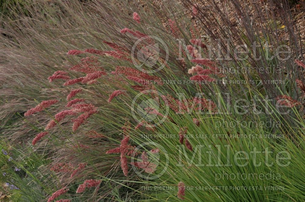 Melinus or Melinis Savannah (Ornamental grass) 1 