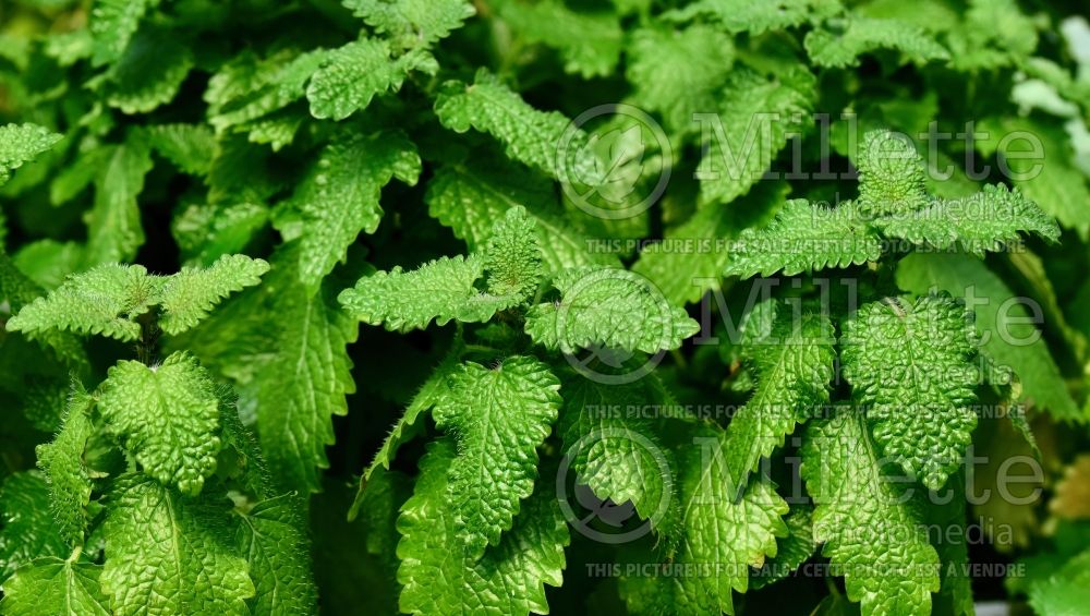 Melissa officinalis (Lemon balm herb - mélisse) 8