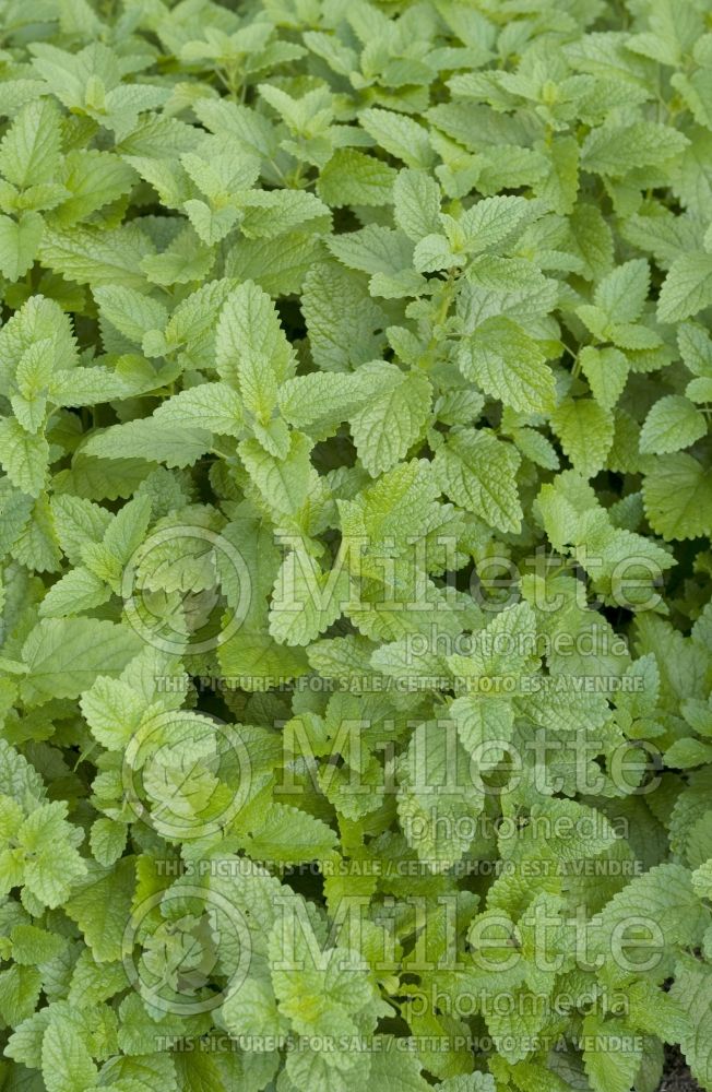 Melissa officinalis (Lemon balm herb - mélisse) 10