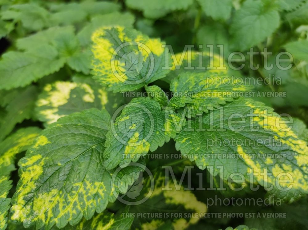 Melissa Variegata (Lemon balm herb - mélisse) 1 