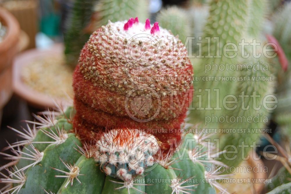 Melocactus azureus (cactus) 1
