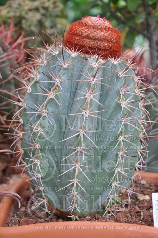 Melocactus azureus (cactus) 2