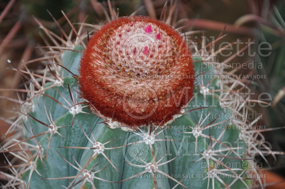 Melocactus azureus (cactus) 3