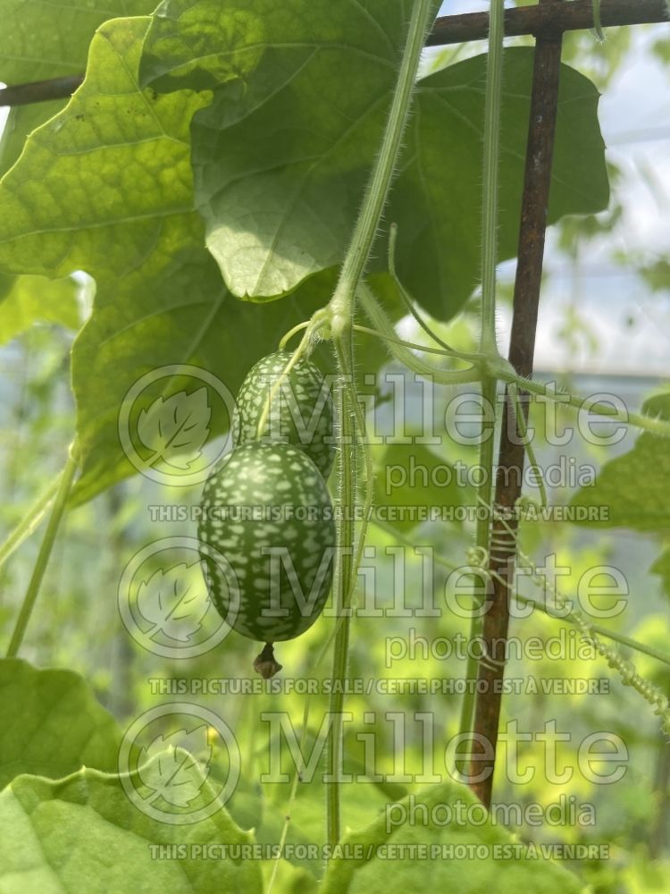 Melothria scabra (cucamelon, Mexican miniature watermelon) 1 