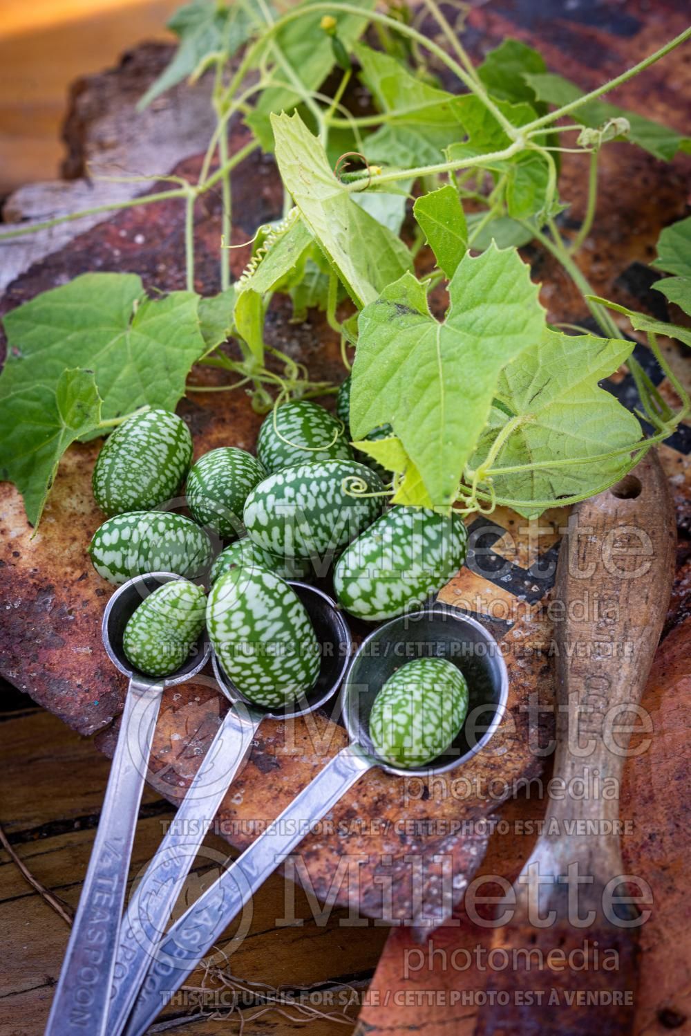 Melothria scabra (cucamelon, Mexican miniature watermelon) 4