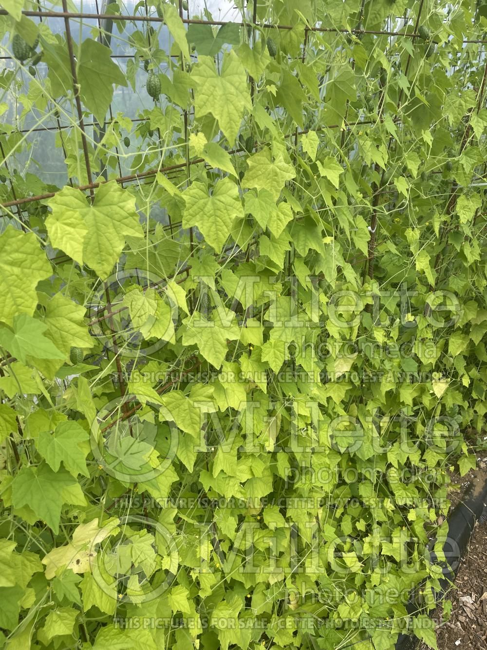 Melothria scabra (cucamelon, Mexican miniature watermelon) 5