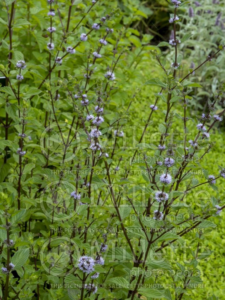 Mentha australis (River Mint - herbe) 4