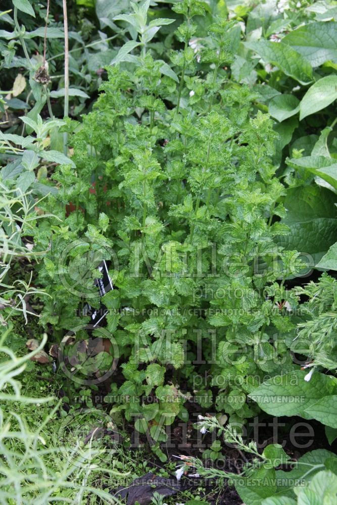 Mentha spicata var crispa (Spear Mint, Spearmint, garden mint, common mint - herbe) 1
