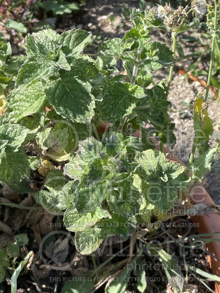 Mentha Grapefruit (Mint herb) 2