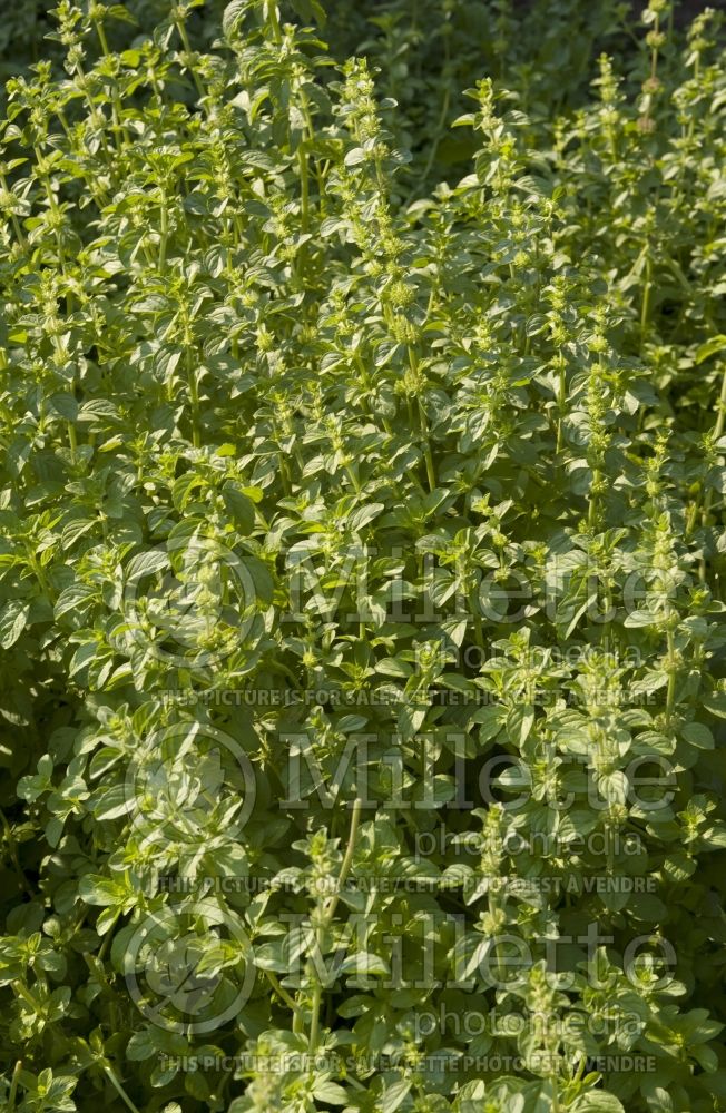 Mentha pulegium (Pennyroyal Mint herb) 1